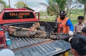 Buaya Masuk Kolam Warga Gersik PPU, Satu Ekor Berhasil Diamankan Tim Gabungan